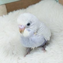 手はよじ登るカベ。。登るための食事は大事だねっ　セキセイインコ　ホワイトウィング　ライラック☆