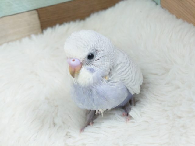 手はよじ登るカベ。。登るための食事は大事だねっ　セキセイインコ　ホワイトウィング　ライラック☆