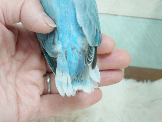 コザクラインコ（小桜インコ）