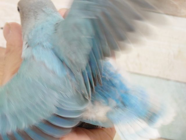 コザクラインコ（小桜インコ）