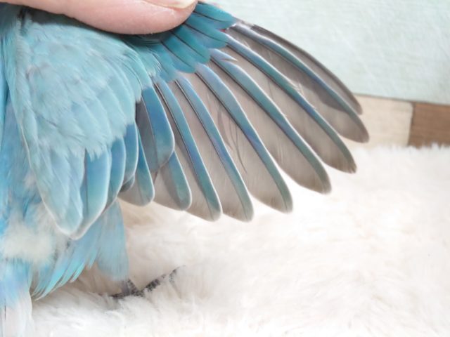 コザクラインコ（小桜インコ）