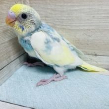 ときめきMAX！セキセイインコ パステルレインボーパイド