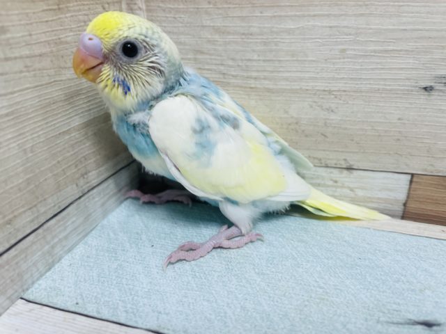 ときめきMAX！セキセイインコ パステルレインボーパイド