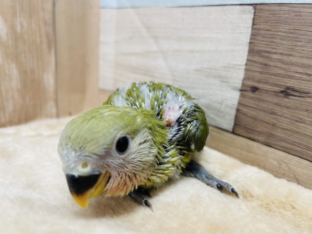 コザクラインコ（小桜インコ）