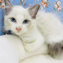 潜るのやめられない♥ラグドールくん(シールポイントバイカラー)