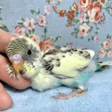 セキセイインコ  4色ハルクイン  1/13