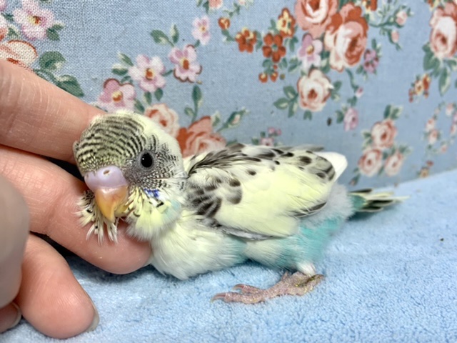 セキセイインコ 4色ハルクイン 1/13