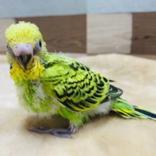 テクテク歩いて寄ってきます♪セキセイインコオパーリン！