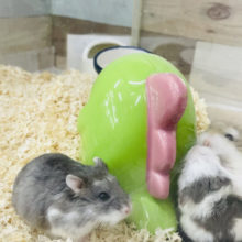 可愛いチビ天使たちがきたぞ♥️ロボロフスキーハムスターちゃん！