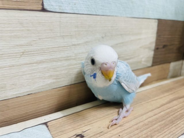 ほっぺのブルーがチャームポイント！ セキセイインコ スパングル