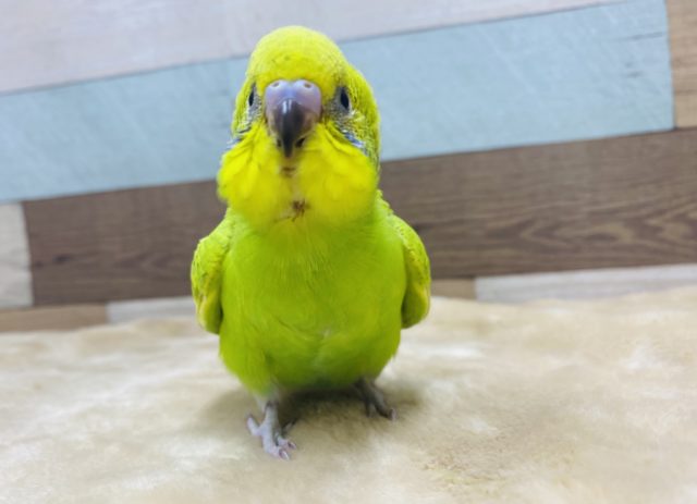 寄って来てご飯を欲しがる食いしん坊♡セキセイインコ　スパングル