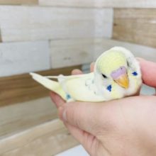 超ホヤホヤ最新画像♪アイラブかきかき♥食には全力でっす！セキセイインコヒナ(パステルレインボーパイド)