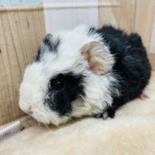 ぬいぐるみのような可愛さ☆モルモットの二色カラー！