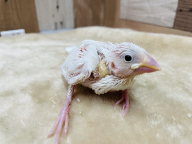 真っ白天使さん☆白文鳥のヒナ！