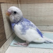 爽やか〜なブルーが素敵！ セキセイインコ バイオレットパイド