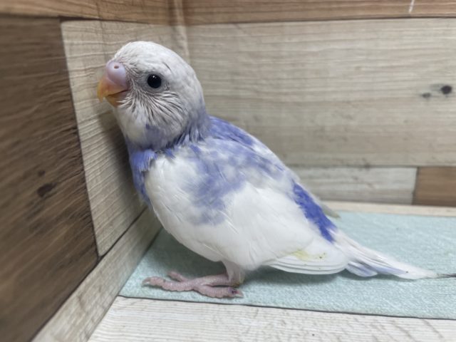 爽やか なブルーが素敵 セキセイインコ バイオレットパイド 東京からもほど近い 千葉県 神奈川県 埼玉県でセキセイインコ を販売するペットショップ