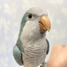 落ち着き❤️オキナインコ（ブルー）　２０２１年５月生まれ