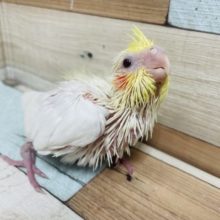 もぐもぐタイムはかかせない！オカメインコ ルチノー