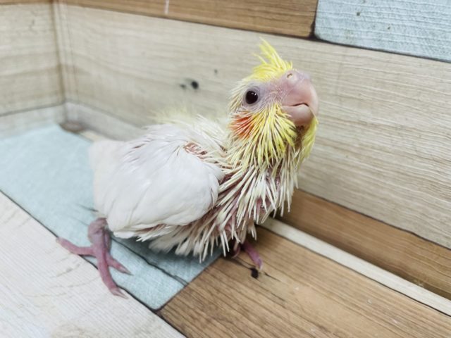 もぐもぐタイムはかかせない！オカメインコ ルチノー