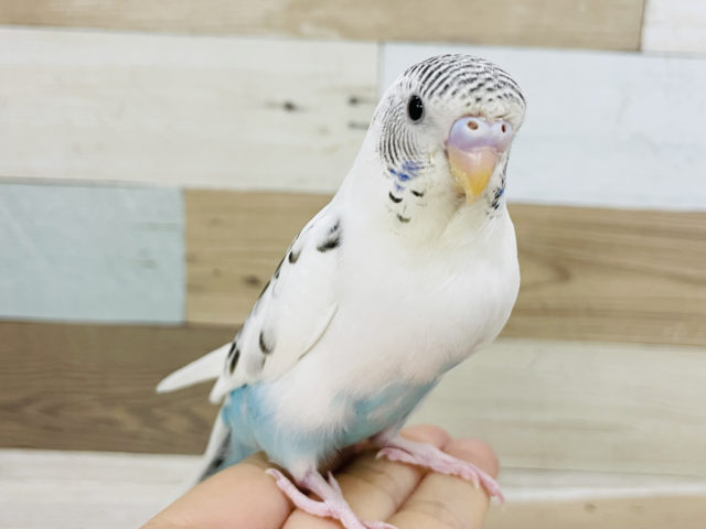 手に乗るのお上手★セキセイインコ(ハルクイン)