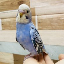 元気いっぱい！しっかり体型のセキセイインコオパーリン☆