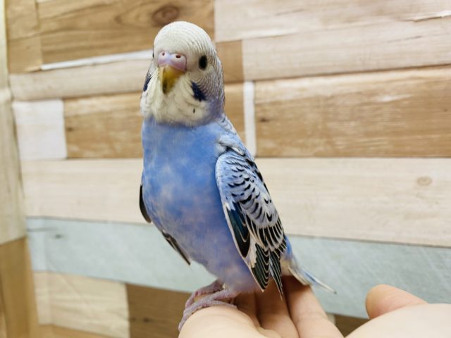 元気いっぱい！しっかり体型のセキセイインコオパーリン☆