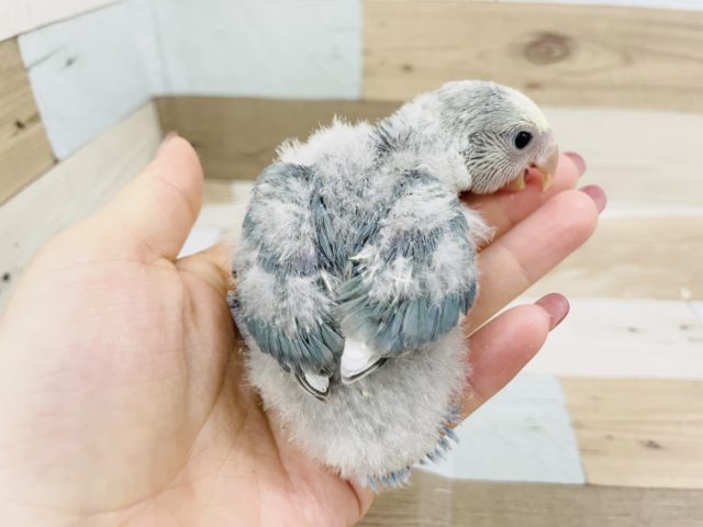 コザクラインコ（小桜インコ）