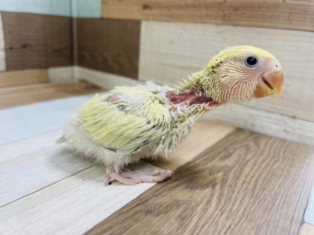 コザクラインコ（小桜インコ）