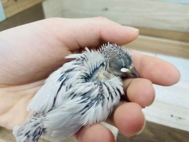 シルバー文鳥