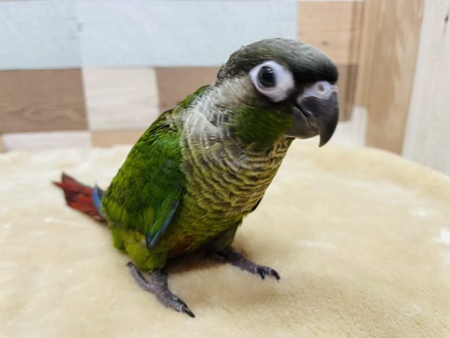 ホオミドリウロコインコ