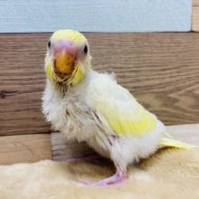 淡いカラーがステキです♡ふんわりとした雰囲気のセキセイインコクリーム♪