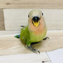 コザクラインコ 小桜インコ の販売一覧 東京からもほど近い 千葉県 神奈川県 埼玉県のペットショップ