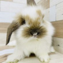 モフムチのおっとりくん♡ロップイヤー(ブロークンオレンジ)