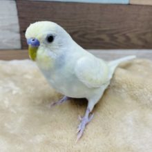 優しい色合いの男の子☆セキセイインコのクリームカラー！
