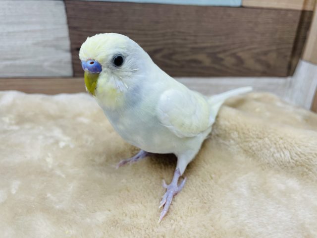 優しい色合いの男の子☆セキセイインコのクリームカラー！