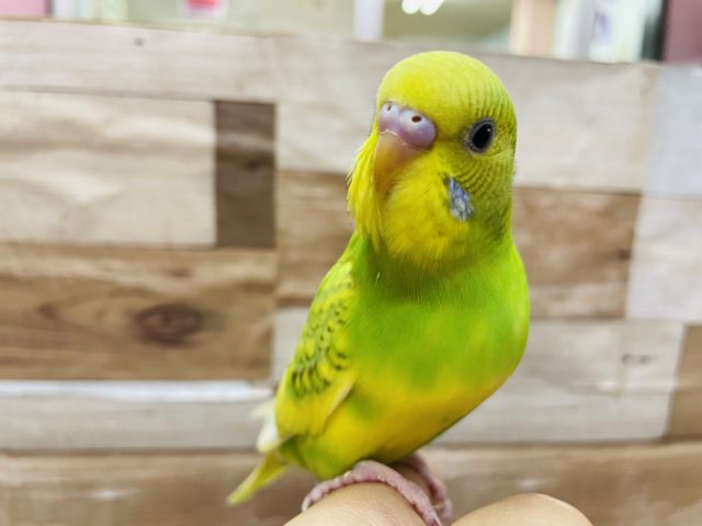 元気いっぱい！セキセイインコスパングルパイド☆