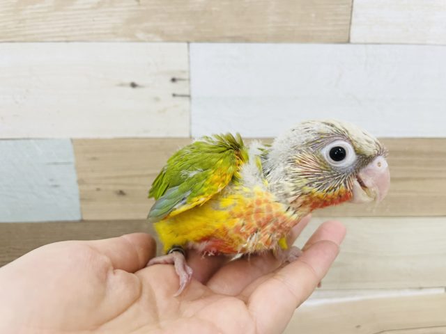 ホオミドリウロコインコ