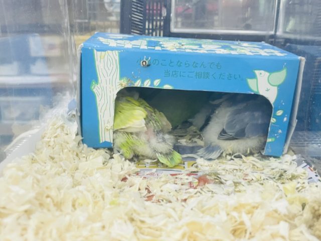 ヤマブキボタンインコ