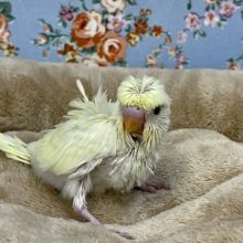 凛々しいお顔立ち！！ 羽衣セキセイインコのクリーム系のひなちゃん　2022.1/26撮影