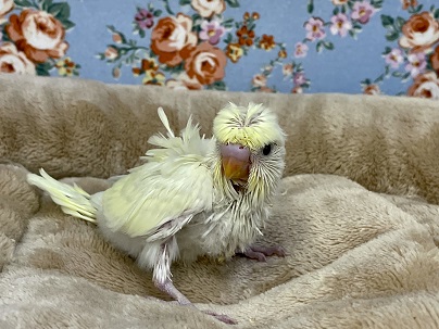 凛々しいお顔立ち！！ 羽衣セキセイインコのクリーム系のひなちゃん　2022.1/26撮影