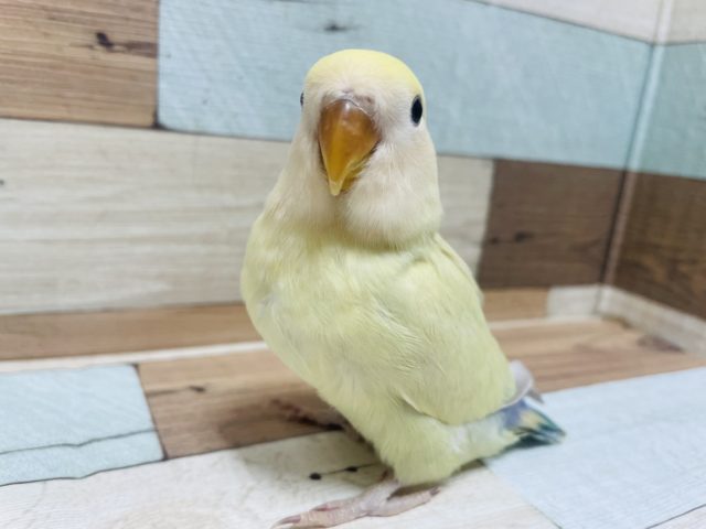 コザクラインコ（小桜インコ）