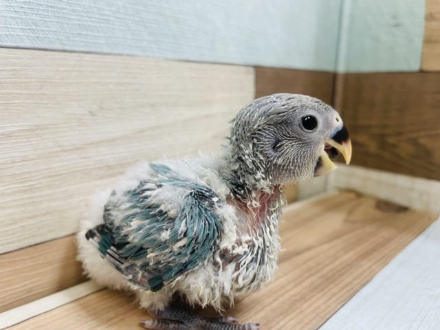 コザクラインコ（小桜インコ）