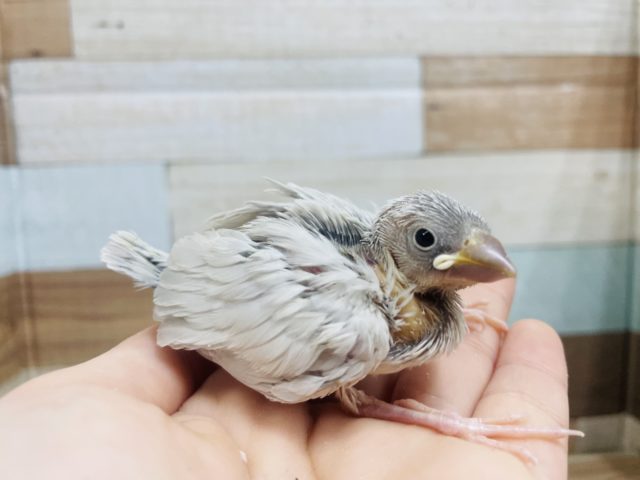 人気カラー☆ 抜群に可愛い！ シルバー文鳥