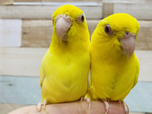 最新画像アップしました くっついて仲良しマメルリハ ルチノー 東京からもほど近い 千葉県 神奈川県 埼玉県でマメルリハ を販売するペットショップ 最新画像アップしました くっついて仲良しマメルリハ ルチノー 東京からもほど近い 千葉県 神奈川県 埼玉県でマメルリハ を販売するペットショップ