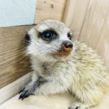 ぱっちりおめめの元気っ仔☆ミーアキャット！！