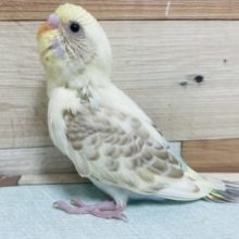 レアカラー！あまり見かけません、、セキセイインコ シナモンハルクイン