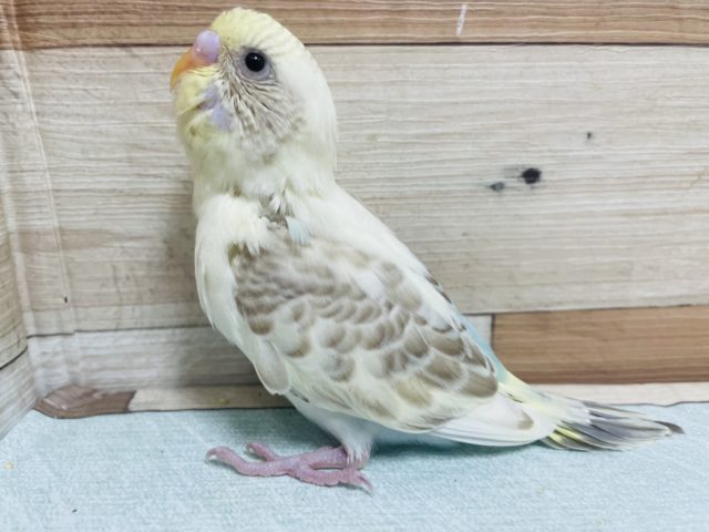 レアカラー！あまり見かけません、、セキセイインコ シナモンハルクイン