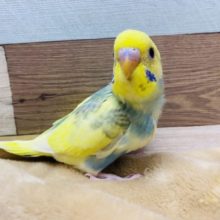 ブルーのチークパッチがポイント♡人気のパステルレインボーパイドやって来ました！
