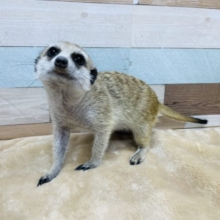 カキカキ大好きなムチムチボーイ☆ミーアキャット！！