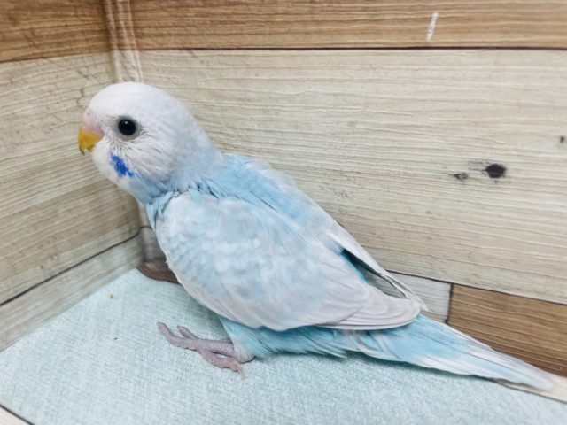 人気ブランド セキセイインコ レジンヘアゴム ブルー 白 セキセイ ...